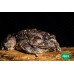 Bufo Regularis